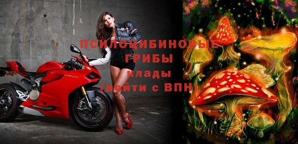 хмурый Аркадак